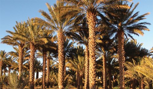 Date palm grove in Boudnib, Morocco