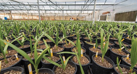 Greenhouse filled with potted young date palms
