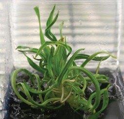 Multiplying date palm shoots in culture