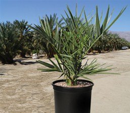 Potted young date palm
