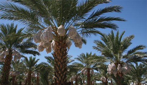 Medjool palms in Thermal, California